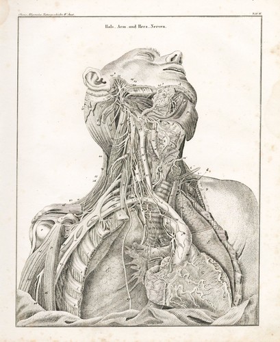 Cœur nerves anatomie corps - cœur, du