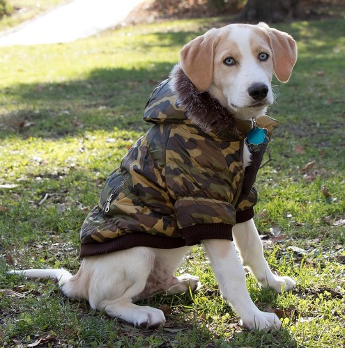 Nwt pet life dog - dog, /