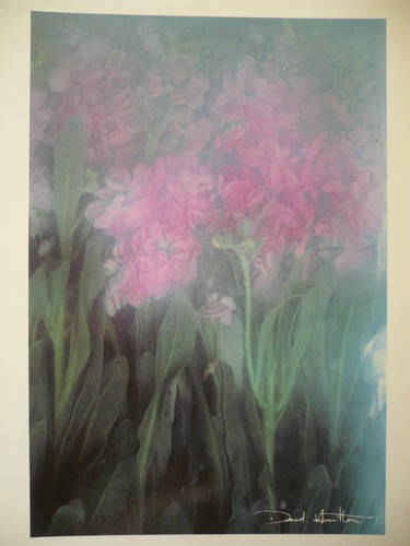 Carte postale david - ,