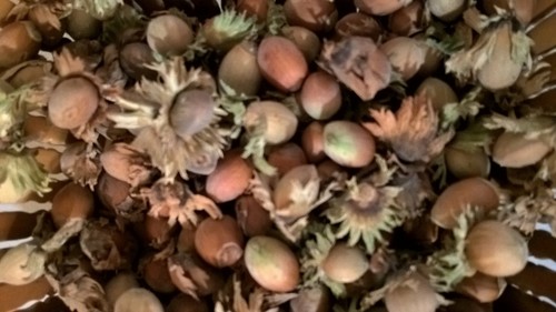 Noisette graines - noisette,graines, de