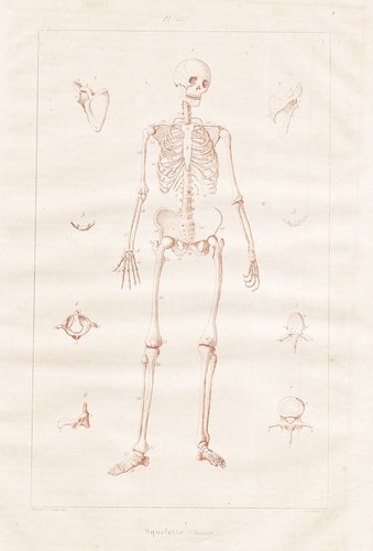 Squelette skeleton humains - squelette,
