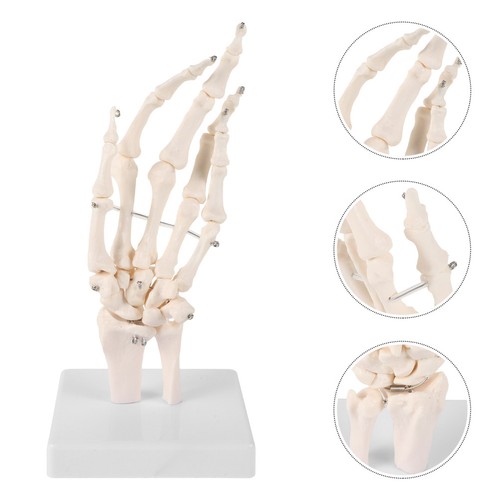 Modèle articulation main - de,