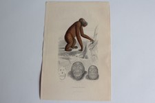 Gravure BUFFON L'Orang-Outang