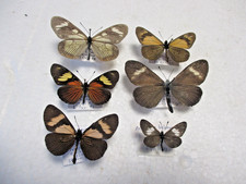 Entomologie Nymphalidae