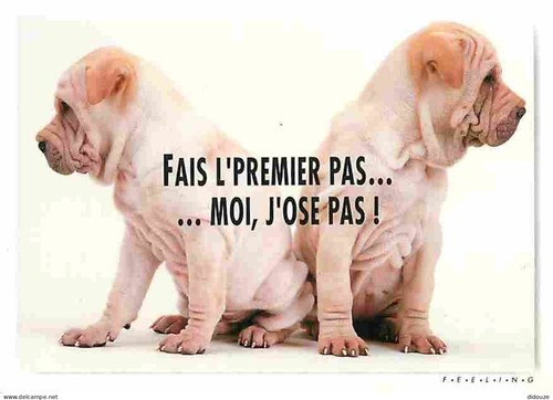 Carte postale animaux - carte,