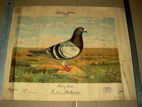 Pigeon voyageur corbeil - voyageur,