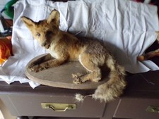 Taxidermie  renard   couché sur socle en bois