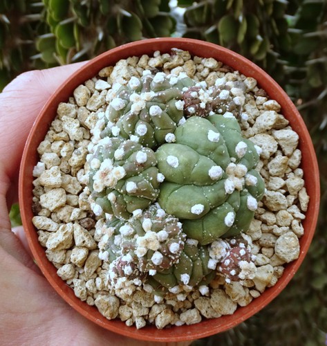 Astrophytum asterias ruri - astrophytum,