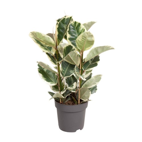 Plante intérieur ficus - plante,
