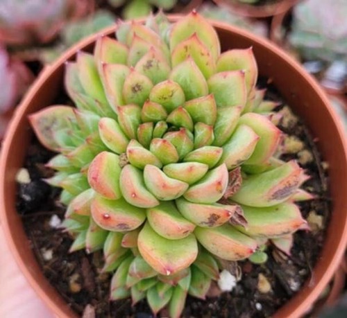 Echeverie echeveria mebina - ♫,
