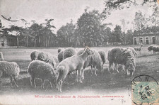 CP CHINESE SHEEP & KALMOUCK CROSSING - 35146