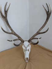 Massacre De Cerf