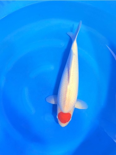 Female torazo tancho - 22”,