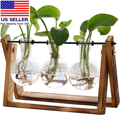 Plant terrarium with - plant,