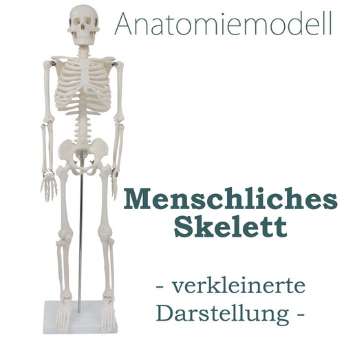 Squelette humain anatomie - squelette, d'anatomie
