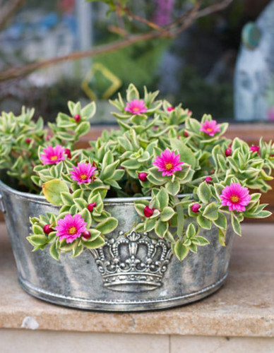 Succulentes à - 18,