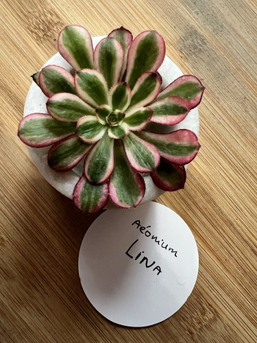 Aeonium lina lot de 2 - ,