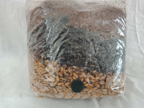 All one mushroom grow - all, bag