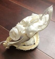 MACHOIRE DE REQUIN CRANE