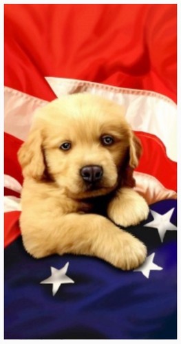 30x60 american puppy golden - 30x60",