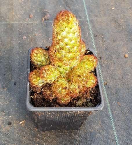 Mammillaria elongata - , /