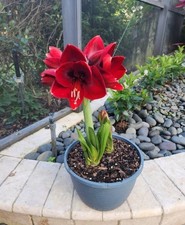 2 Graines d’Amaryllis –
