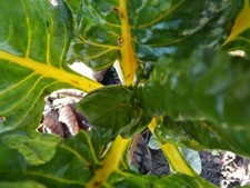 Jaune canari bette à carde