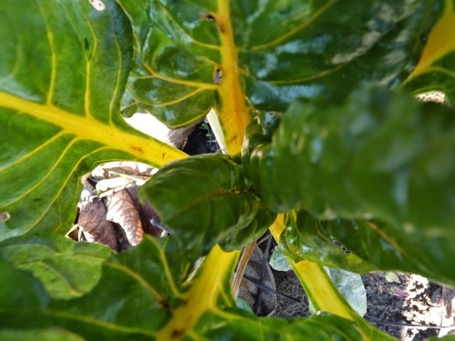 Jaune canari bette carde - jaune,