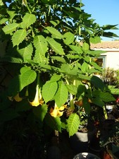 datura jaune arbuste