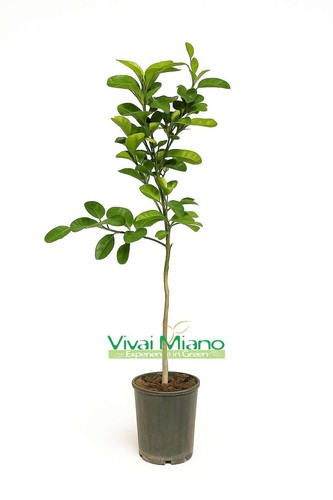 Plante orange tardive image - -,