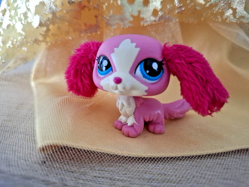 Petshop chien cavalier king - cavalier,