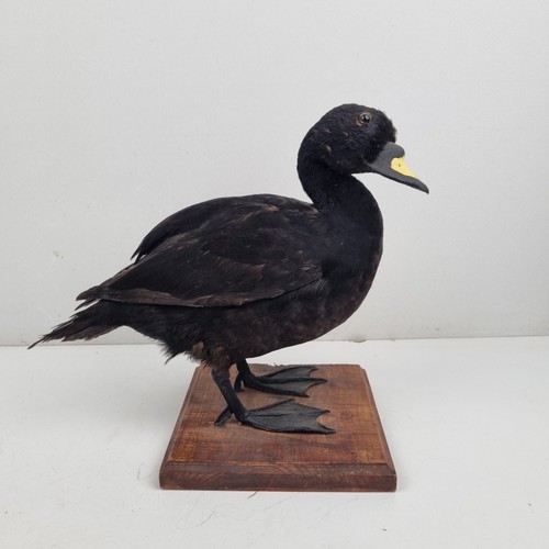 Canard macreuse taxidermie - macreuse,,