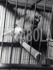 Photo de presse vintage