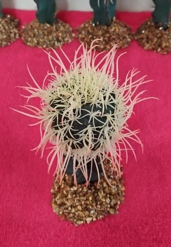 Birds nest cactus on stone - 6",