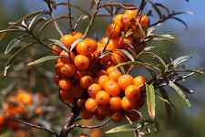 Argousier - Hippophae