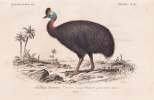 Casuarius Kasuar Émeu Australie Oiseau Gravure Acier 1849