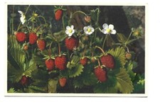 FANTAISIE - ILLUSTRATION