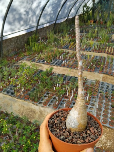 Pachypodium decaryi cactus - pachypodium,