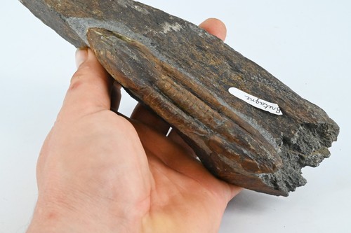 Trilobite illaenus ordovicien - trilobite,