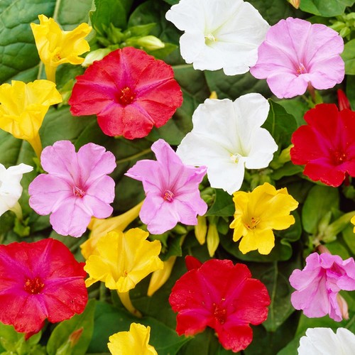 Mirabilis jalapa plantes - mirabilis,