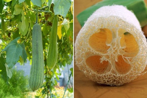 Luffa cylindrica éponge - cylindrica, (Éponge