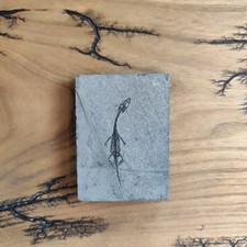 Fossile de Keichousaurus 🦎