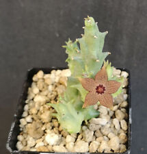 Orbea cooperii 2 rooted stems , Phyto available