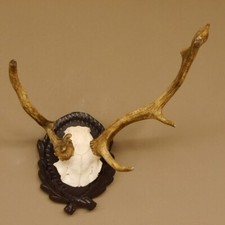 Daim Anormal Bois H 39 CM