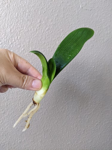 Clivia offset daruma - tk,