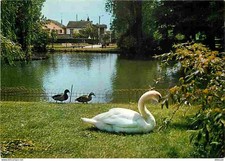 Animals - Birds - Swan - Ducks - Aulnay sous Bois - Le Parc du Vieux Pays -