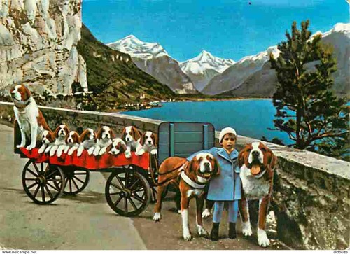 Carte postale animaux - animaux,