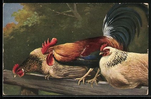 Carte postale coq - et, deux