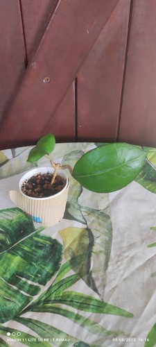 Hoya nathalie philodendron - hoya, no