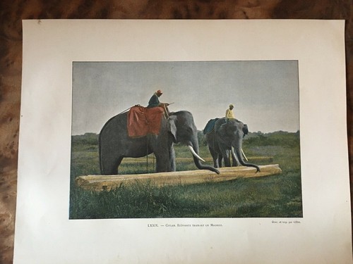 Gravure ancienne ceylan - ancienne,